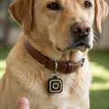 Labrador wearing a TAPIN tag on its collar
